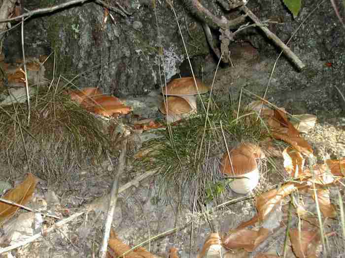  Image name: 00_164 Porcino.jpg 
 width: 700 pixel 
 height: 525 pixel 
 Size: 37575 bytes 
 Click to enlarge 